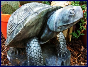 Garden Turtle Morro Bay CA